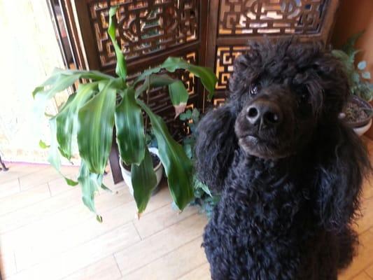 Great therapy dog! I love Dr. Silva's dog. He's super mellow, soft, and a soothing soul and presence here.