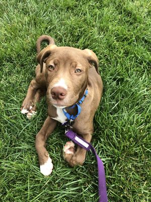 Barkley tired after his playtime