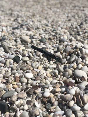 The beach is filled with rocks and shells