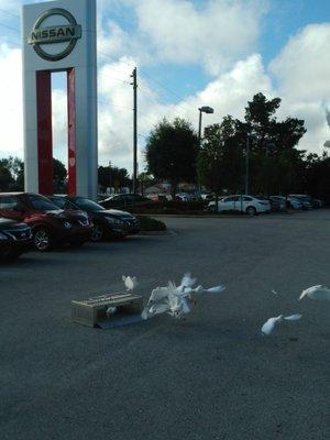 Dove Release at Nissan St. Augustine