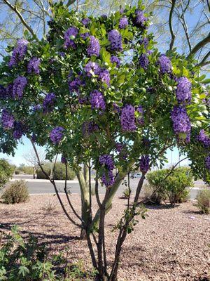 Just a cute picture of a tree they care for.