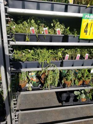 Drooping plants for sale.