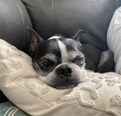 My 11 yr old Boston Daisy Mae.