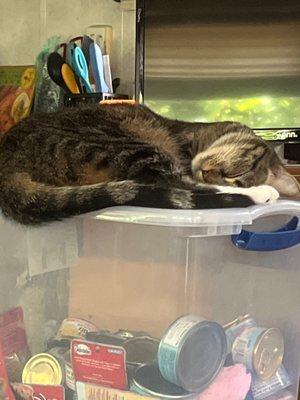 Guarding her food box.