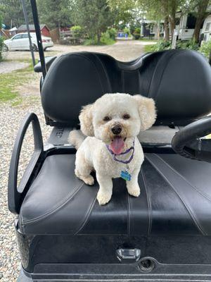 Cooper, back from his grooming appointment