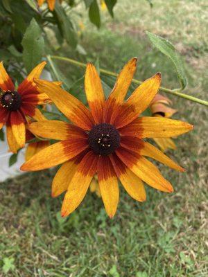 Pretty flowers in the garden