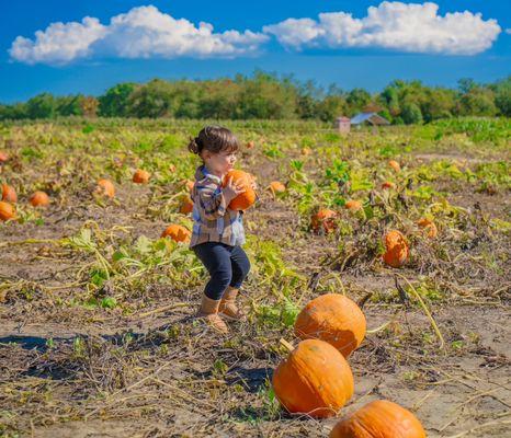 Pumpkin picking