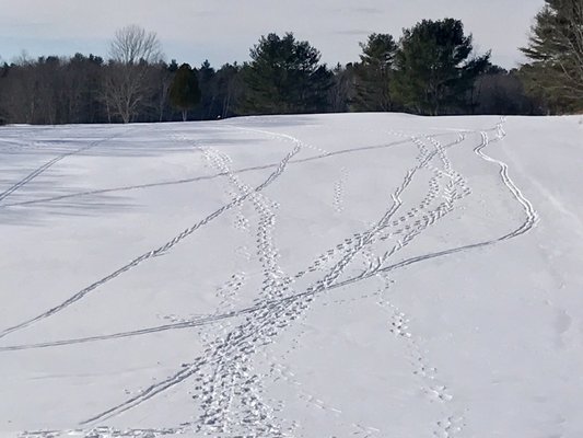 Perfect Xc skiing weather