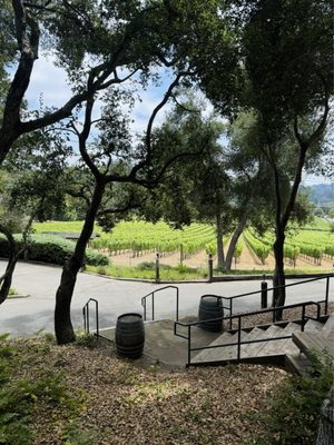 Beautiful view of the vineyard from the tasting deck