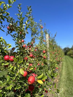 Peterson Farm