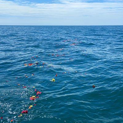 Rose petals floating in the Atlantic Ocean