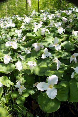 Trilliums, a spring wildflower