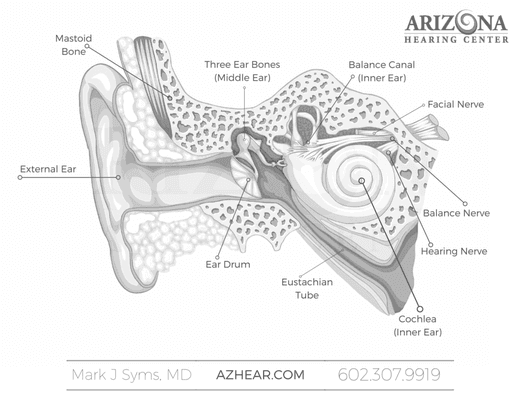 Ever wonder how we hear? Subscribe to Arziona Hearing Center on YouTube and learn more about the ears intricacies: http://bit.ly/1pkI2cQ