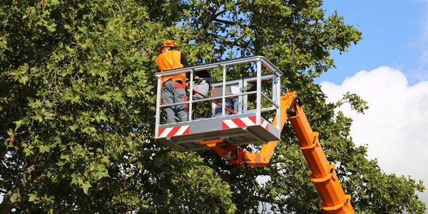 Remove Trees Virginia Beach, The Benefits of Maintaining the Health of Your Trees Virginia Beach, Tree Removal Virginia Beach, Tree Removal