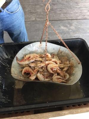 Very nice sized shrimp