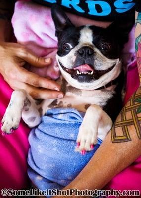 Our Boston Coco getting her nails done & loving it!!