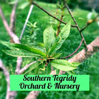 Southern Tegridy Orchard & Nursery