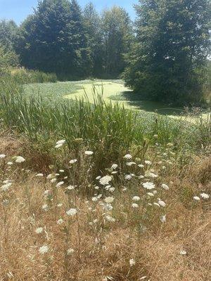 Wild baby's breath