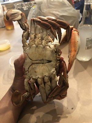 Jumbo Crabs - $10/crab