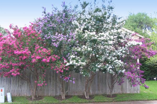 Ask about proper tree care for Crape Myrtles.