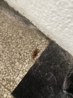 Massive roaches through out building, never cleaned.