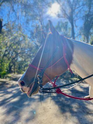 Made a new friend on the trail