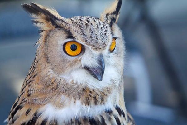 Koji, a Eurasian Eagle Owl is another animal ambassador of Fresno Wildlife Rehabilitation & Nature Center.