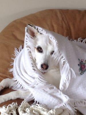 Lady Doodlebug blending into her fav blanket after a long sudsy wash.