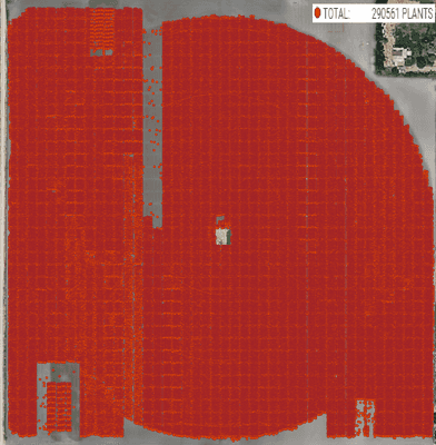 We also provide plant counting services. This specific example has 290,561 potatoes.