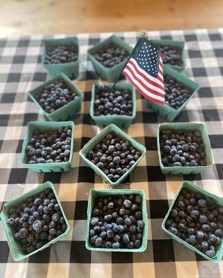 Pick your own Blueberries