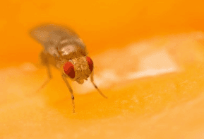 Fruit Flies! can be a problem year round, but are especially common during late summer/fall. ~ Call Now For A Pest Consultation!