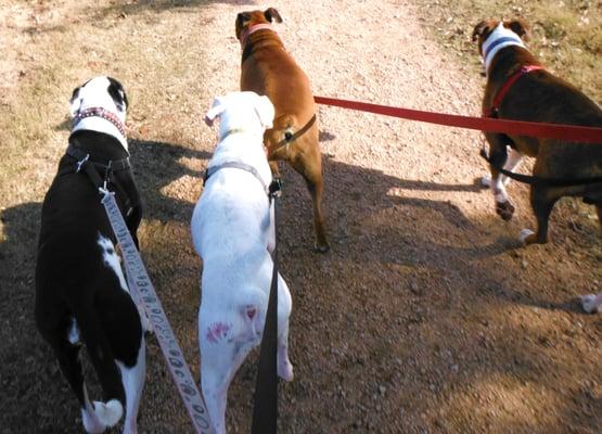 pack walk on the trails