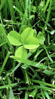 Four leaf clover.