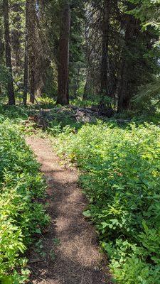 The lily Marsh trail... It's mostly shaded