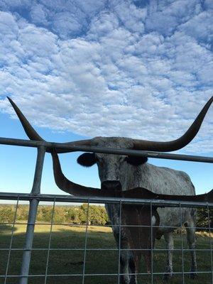 Longhorn Butch loves to come up to the gate to eat treats from guests' hands, but he slobbers!