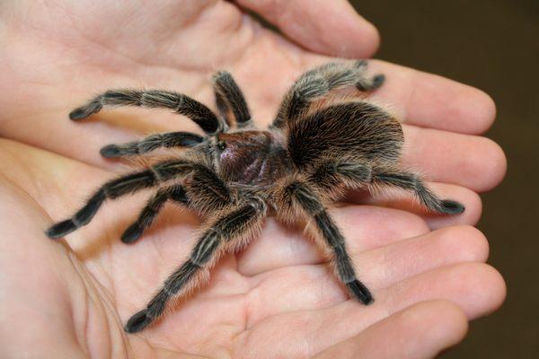 Rosie the Chilean Rose-haired Tarantula will give you a high-five during Sat. Creature Feature!