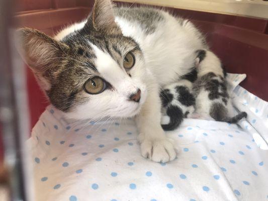 Sweet mama gave birth in the shelter on Valentine's Day 2019.