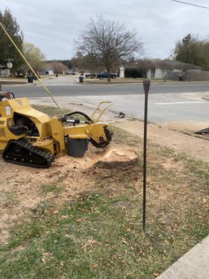 Stump Removal *Palm Tree