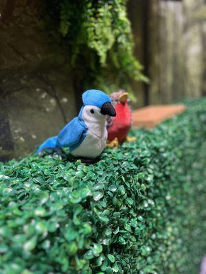 Sherwood Forest Room 1. A box hedge with a couple of birds sitting on it.