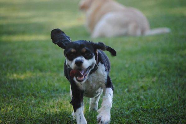 Saalo Farms Pampered Pet Boarding