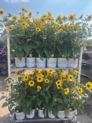 Sunfinity Sunflowers blooming in June