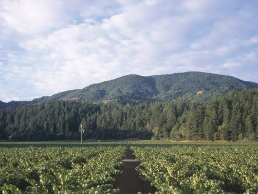 Beaulieu Vineyard