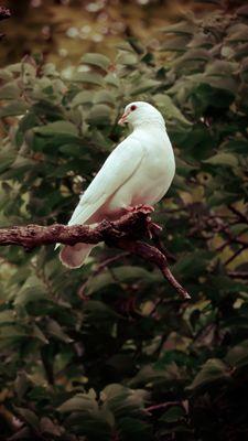 Bird photography