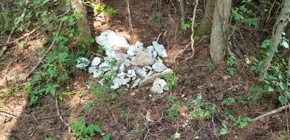 Here is where they drug the excess concrete chunks and dropped them on the edge of my property in perfect view of the deck. Such laziness!