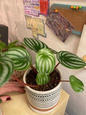 Watermelon peperomia