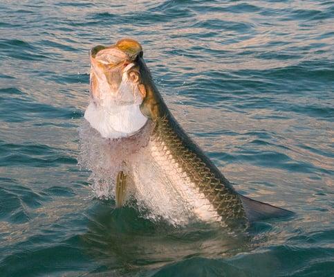 Tarpon Fishing Tampa