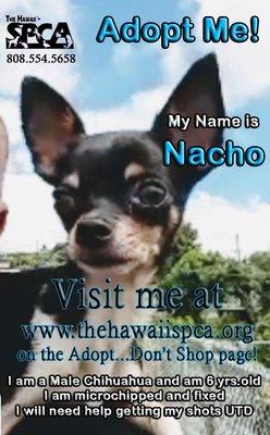 Nacho has three applications to date...home visit coming soon!