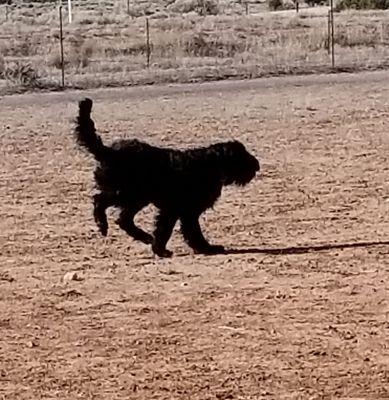 A bouncing baby Bouvier des Flandres having a blast after his first professional grooming.