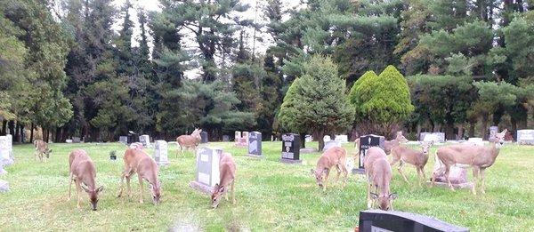 My "deer" family!  Thank you Hillside Cemetery for making this possible!