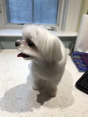 Waffle, a Maltese, after her full grooming.